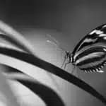 Spiritual Meaning of a Butterfly