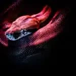 What Does it Mean to Dream About a Snake?