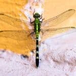 The Symbolism of a Dragonfly Visiting You