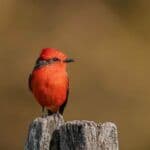The Symbolism Behind a Red Cardinal Sighting