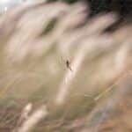 What Spider Dreams Might Be Telling You?