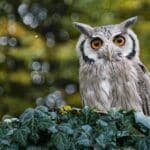 Owl Sighting Meaning and Interpretations