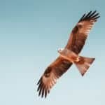 What Is The Meaning Of A Frequent Hawk Sighting?
