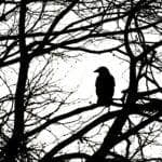 Raven Symbolism And Spiritual Meanings