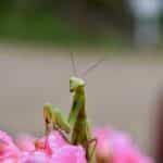 Praying Mantis Symbolism: What’s Its Spiritual Significance?