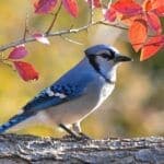 The Symbolic and Spiritual Meaning of the Blue Jay