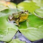 Analyzing the Symbolism of Dreaming about Frogs