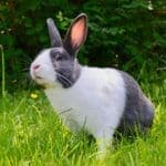 The Enchanting Rabbit Spiritual Meanings and Interpretations