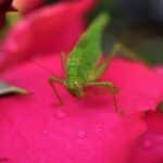 Exploring the Realm of Grasshopper Spiritual Meaning