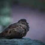 What is the Symbolism and Meaning of a Mourning Dove?