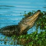 Dreamer’s Quest: What Does it Mean to Dream About Alligators?