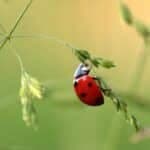 Unlocking the Ladybug’s Spiritual Meaning