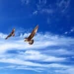 What Does it Mean When You Dream About Flying?