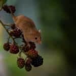 Interpreting Dreams About Mice: Uncovering Hidden Meanings and Symbols