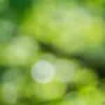 Nature and Nurture: What Does a Green Aura Mean?