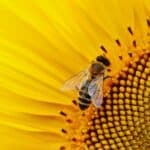 Bee Spiritual Meaning: Symbolism and Significance