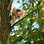 Why Does My Cat Follow Me Everywhere? Unveiling the Spiritual Connection