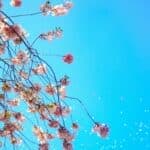 Spring Awakening: What Tarot Cards Predict for Each Zodiac Sign?