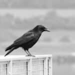 The Crow Spiritual Meaning: What Do These Mysterious Birds Symbolize?