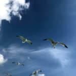 What Does It Mean When a Bird Flies into Your House?