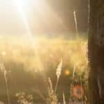 How to Celebrate Summer Solstice? 6 Rituals for June