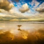 Is Seeing a Dog in Your Dream a Good or Bad Omen?