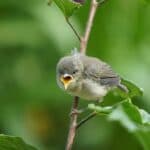 The Spiritual Meaning of Birds Chirping at Night
