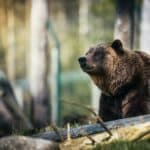 Do You Have Dreams About Bears? Here’s What Can It Mean