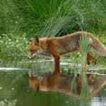 What Does Seeing a Fox Mean Spiritually? 9 Possible Interpretations