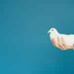 7 Ways to Find Your Spirit Animal