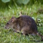 Why Am I Dreaming About Rats Running Around My House?