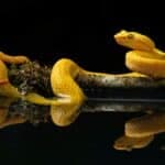 Year of the Snake: Chinese Zodiac Insights for Your Sign