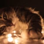 The Spiritual Meaning Behind Your Cat’s Fur Color