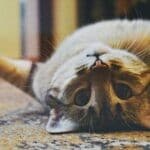 The Spiritual Meaning of Cats
