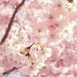 Angelic Messages in Flowers